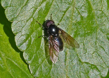 Cheilosia albitarsis, male, hoverfly, Alan Prowse